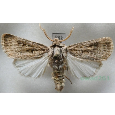 Agrotis bigramma (Esper, 1790) Czech58k